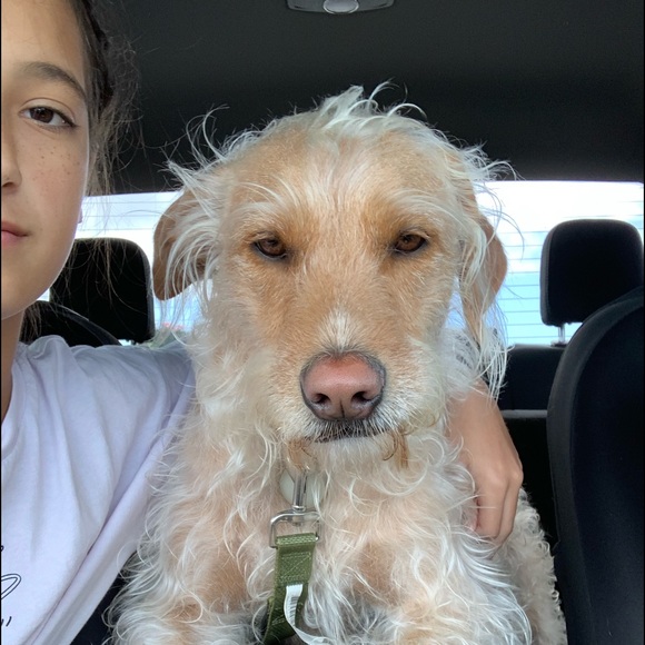 Meet your Posher, Ivy - Picture 5 of 10